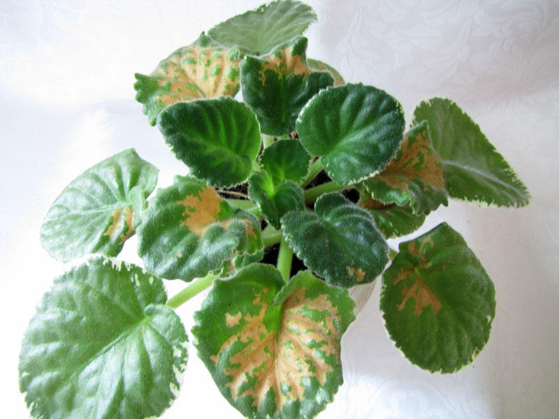 Powdery mildew on indoor flowers