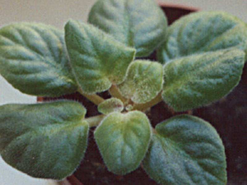 Diseases and pests of violets