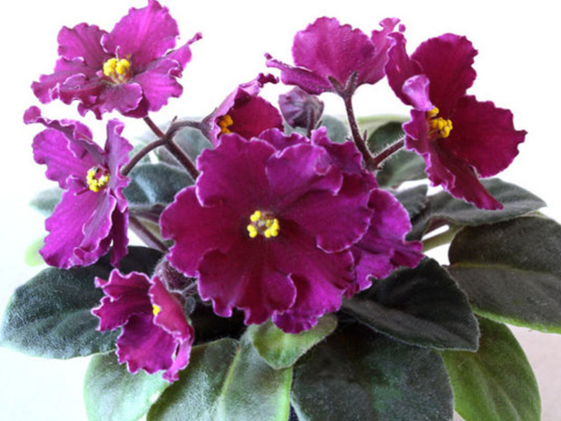 Indoor violets