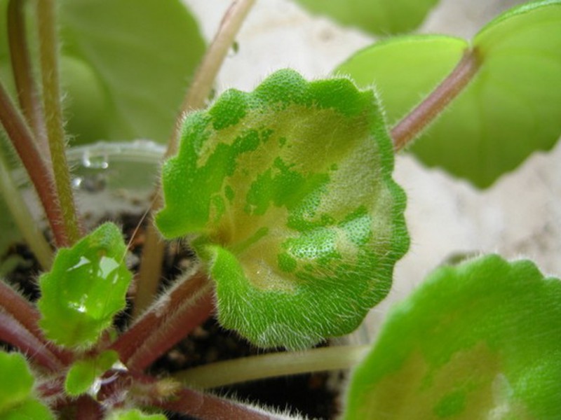 Diseases of indoor violets