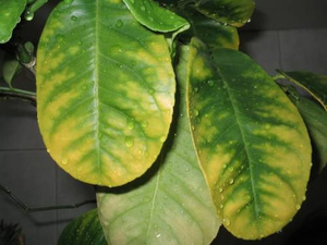 The main reasons for yellowing leaves