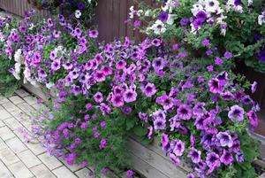 Growing verbena