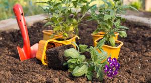 Transplanting verbena into open ground