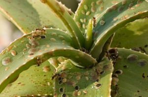 Scabbard on the leaves of domestic plants