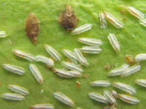 Colonies of scale insects on a permeable plant