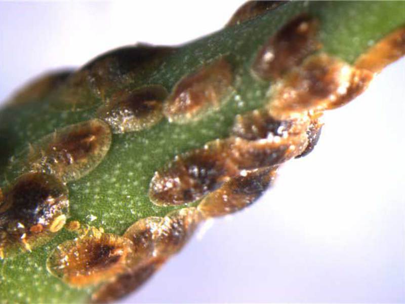 Scabbard on the leaves of domestic plants