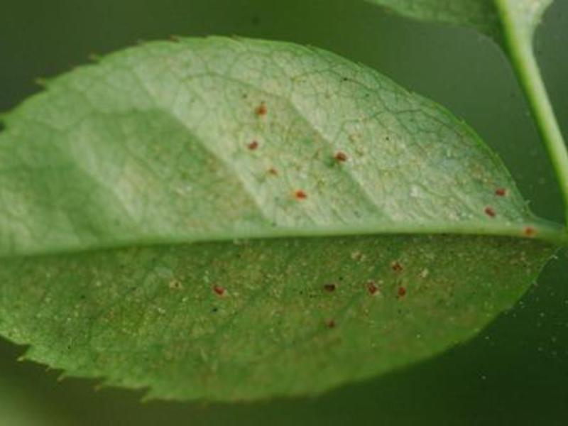 How to remove insects from plants