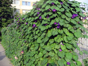 Ipomoea planting