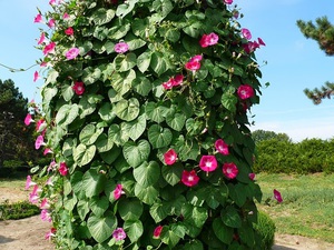 Ipomoea plant and its description