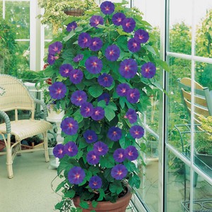 What fertilizers are needed for morning glory