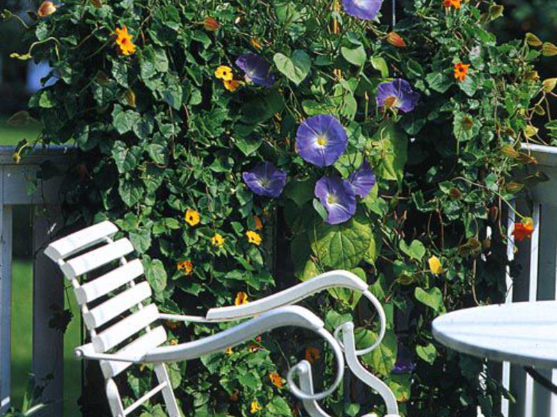 Useful tips for growing and caring for morning glory