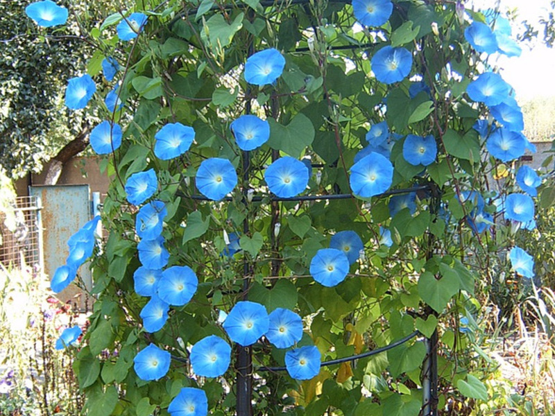 Blue flowers of morning glory