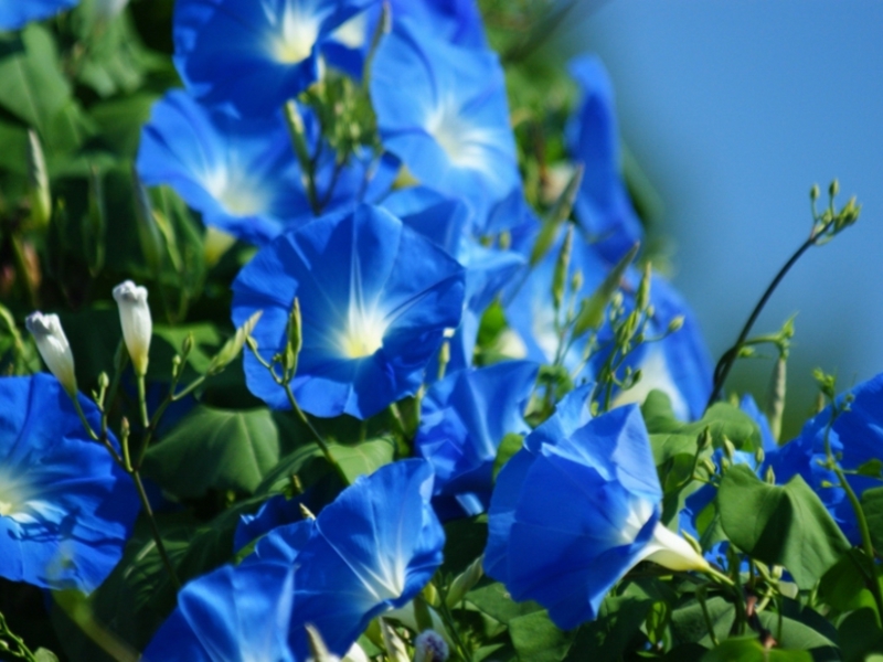 Ipomoea bloom