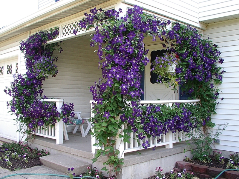 How to plant morning glory