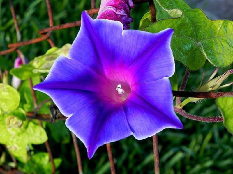 How does morning glory flower grow