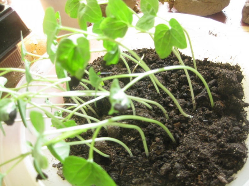 Decorative vines for the morning glory garden