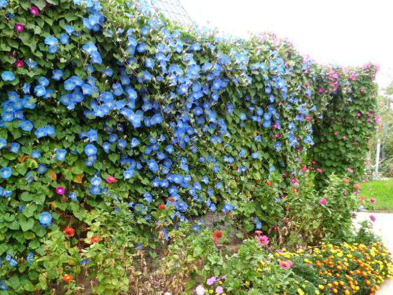 Ipomoea planting