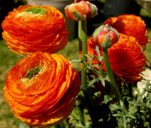 What does a buttercup flower look like?