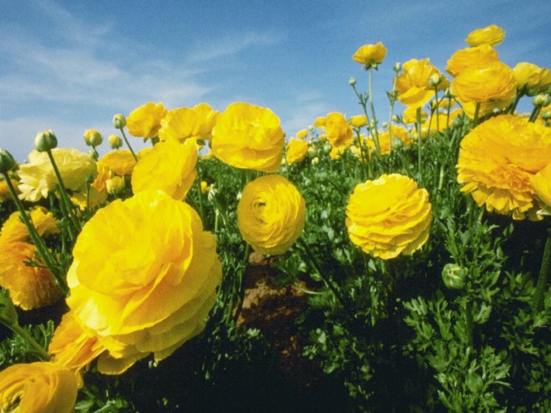 Buttercup variety