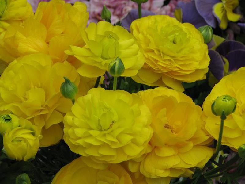 Planting buttercups