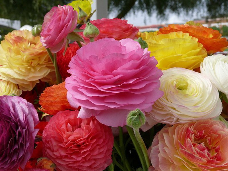 Growing a ranunculus flower