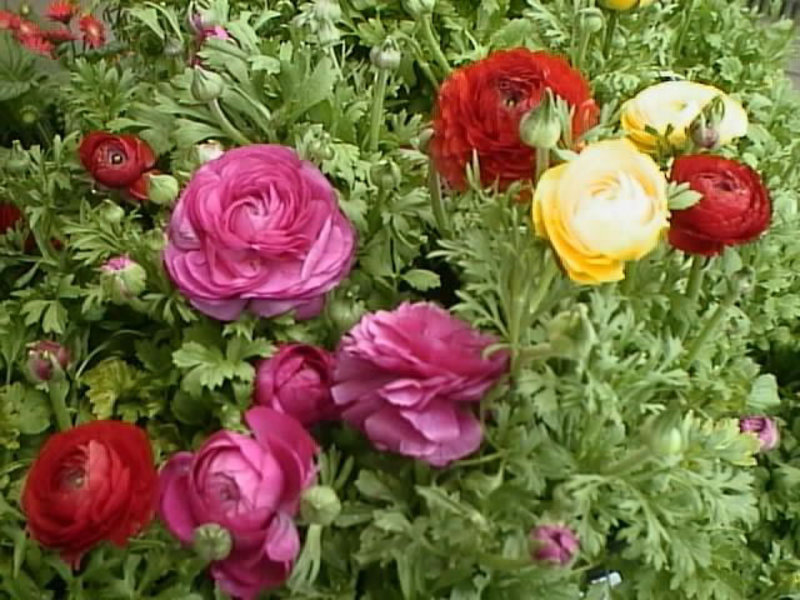 Varieties of buttercups flower