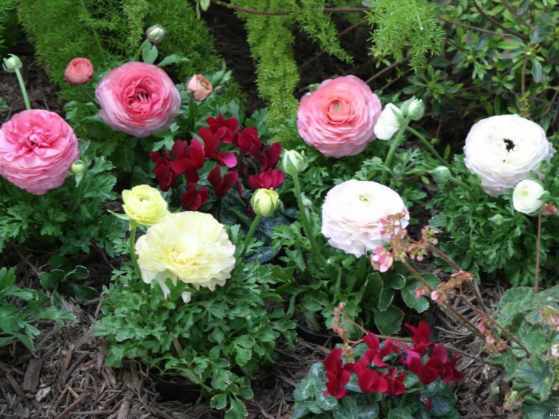 Growing a ranunculus flower