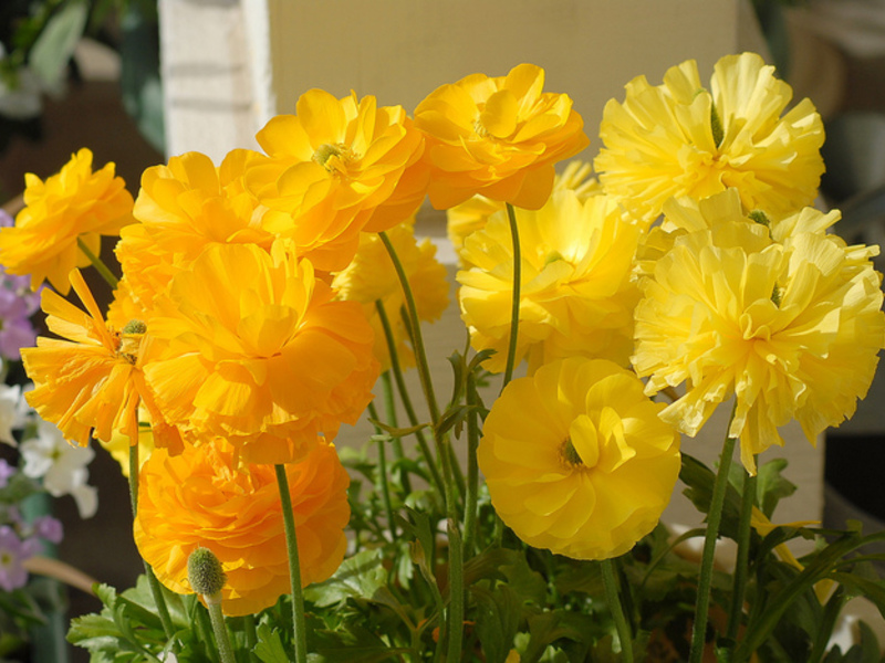 How to plant buttercups in the garden