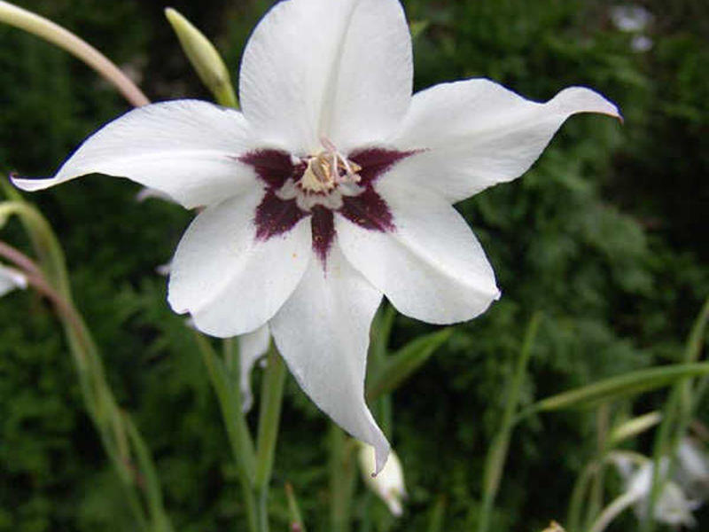 What is the peculiarity of the acidantera flower