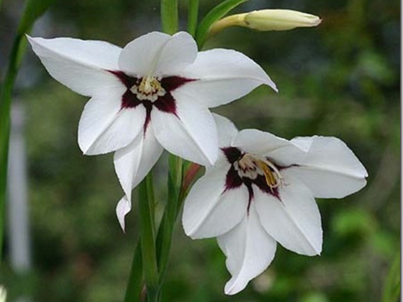 Flowering period acidantera