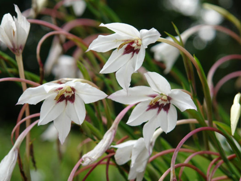 The beautiful plant of the acidander