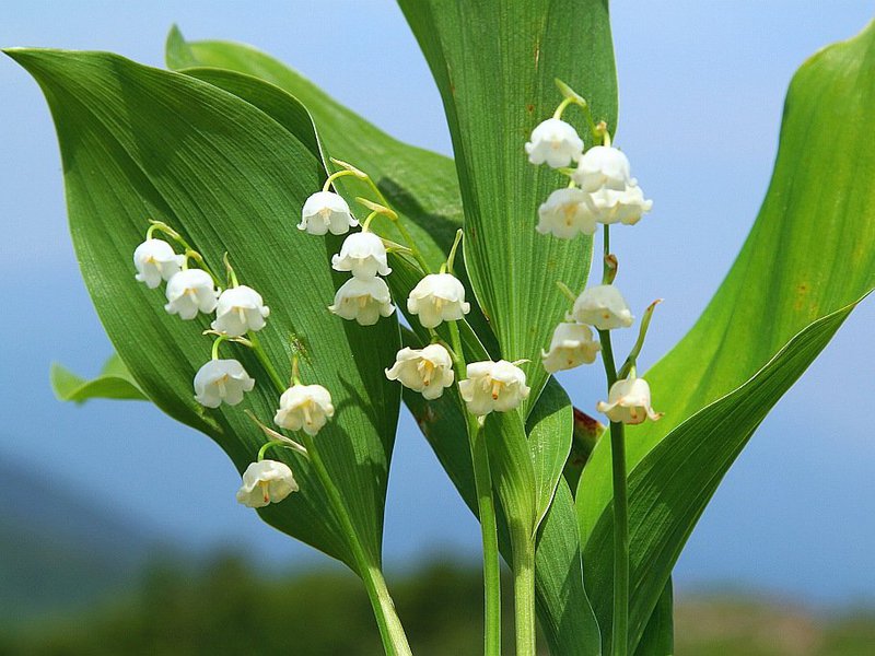 The appearance of the Keiskei lily of the valley flower