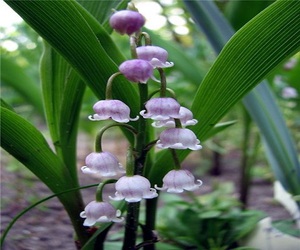 Differences in varieties of lilies of the valley