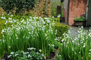 The use of lilies of the valley in the decorative design of flower beds