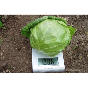 White cabbage is a very healthy vegetable