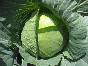  Early cabbage can be grown in a greenhouse or on the ground.