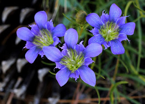 Photos gentian