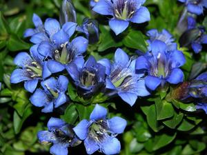 Types of gentian