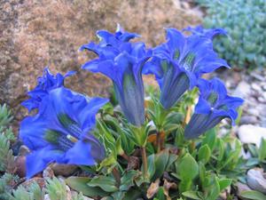 What are the varieties of gentian