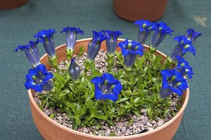 How to plant a gentian