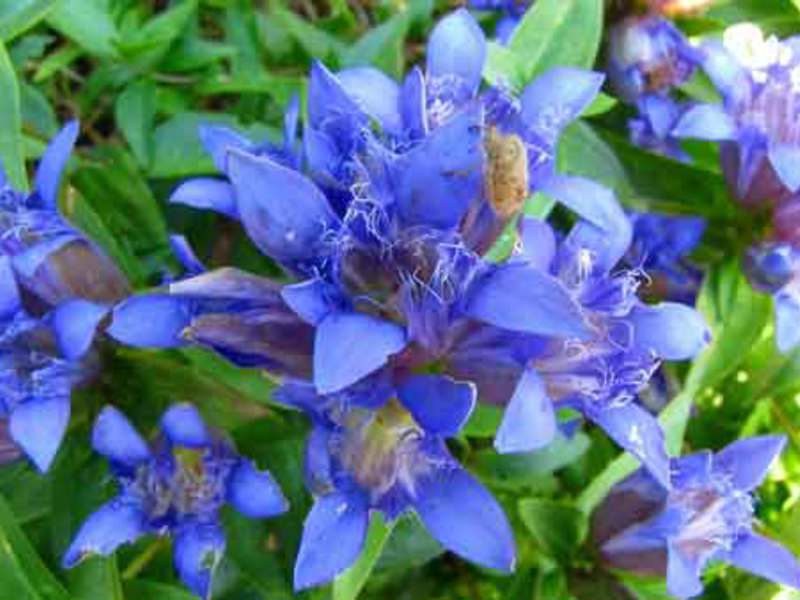 Description of the flower gentian