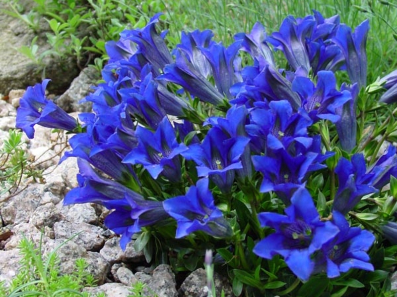 Gentian, planting and care