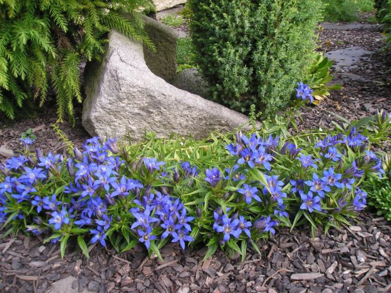 Growing gentian