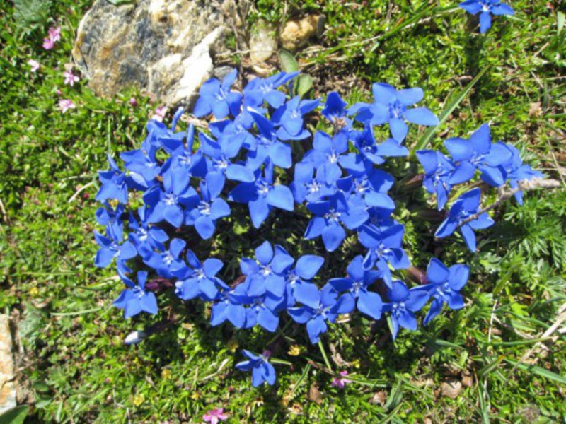 Diseases of the flower gentian