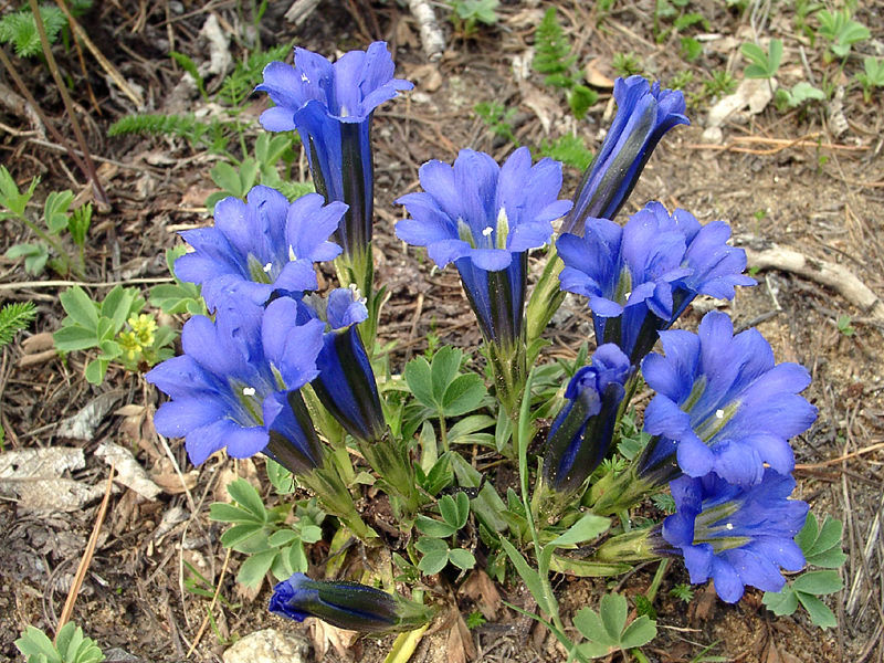 How to care for a gentian plant