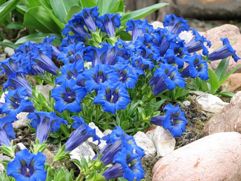 Where does gentian usually grow?