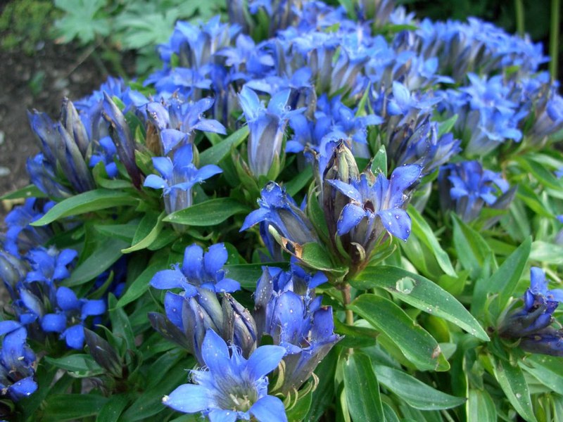 Gentian cruciform