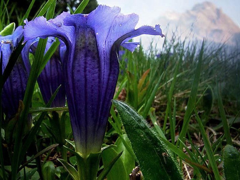 Beautiful gentian flower