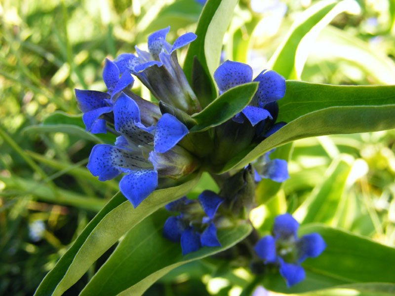 Planting and caring for a gentian