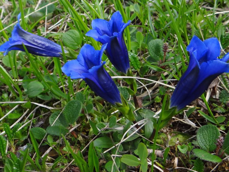 Where does gentian grow